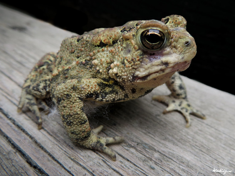 Toad Species in Canada The Canadian Encyclopedia