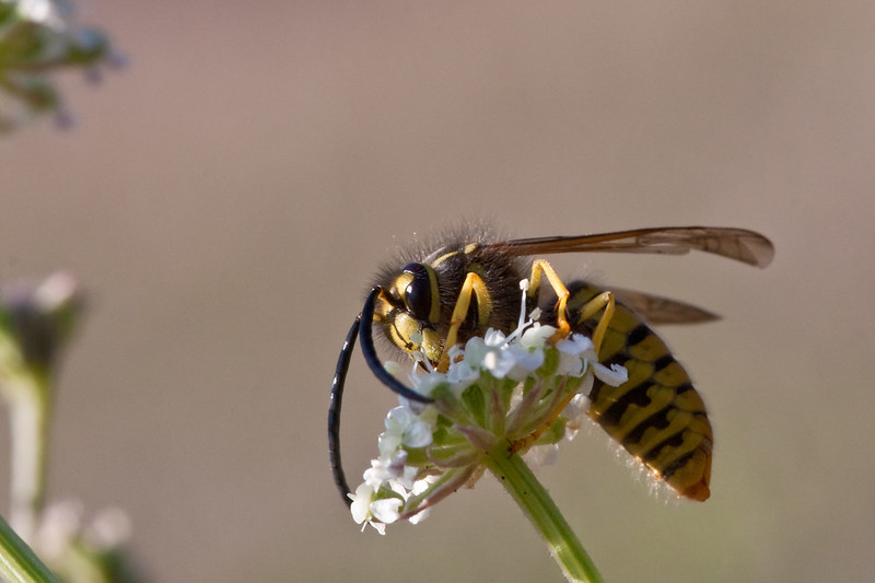 Yellowjacket The Canadian Encyclopedia