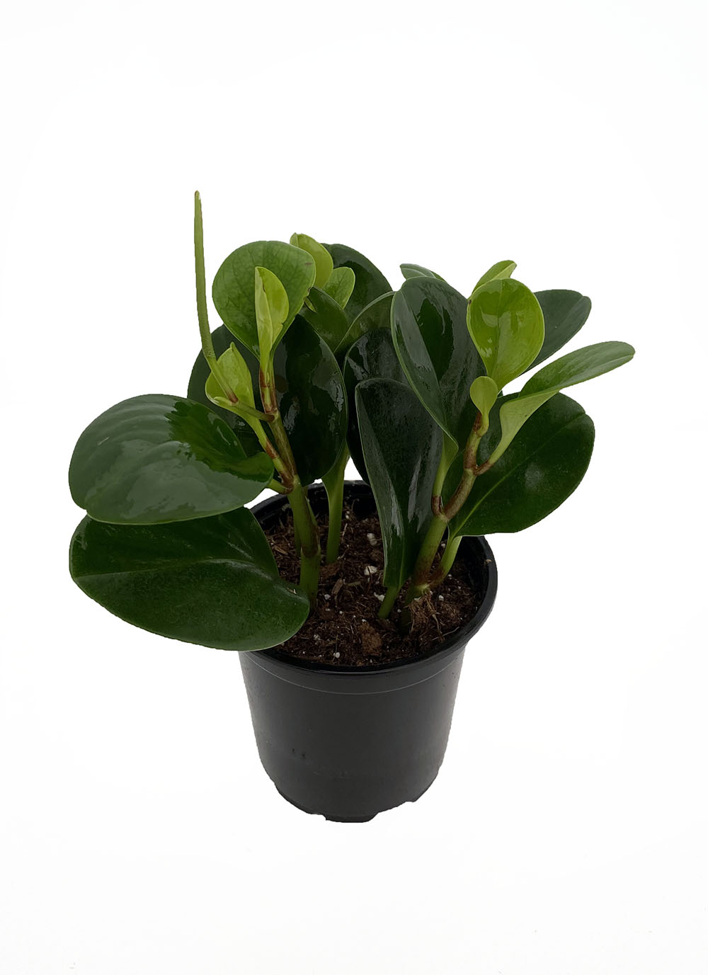 Deep Green Baby Rubber Tree Peperomia obtusifolia 4