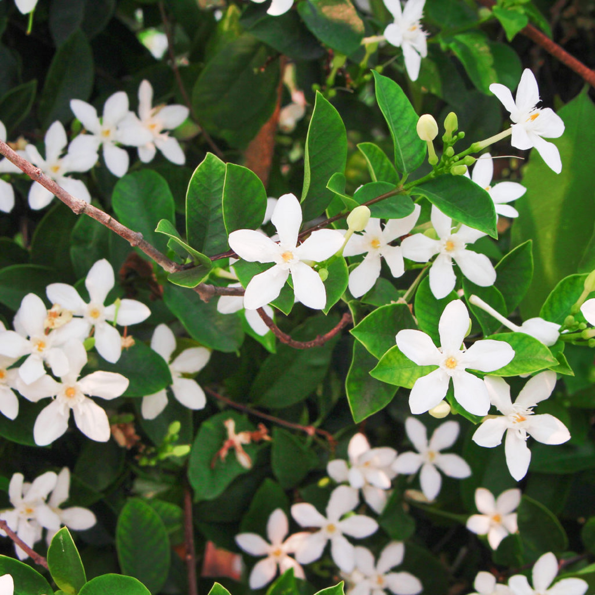 Japanese Star Asiatic Jasmine Plant Trachelosperumum Asiaticum Minima