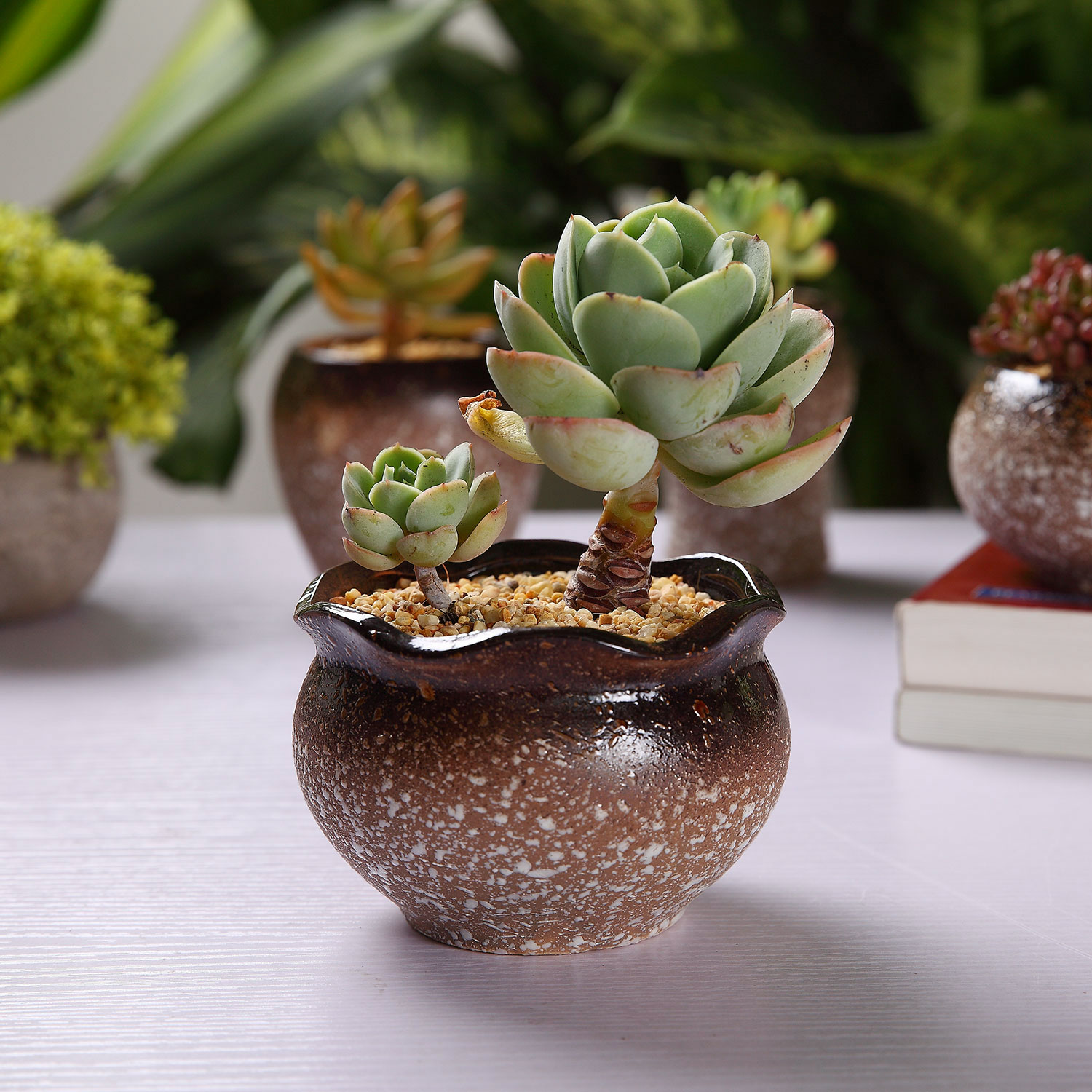 T4U 9.7CM Snowflakes Glaze Flower shape Succulent Cactus