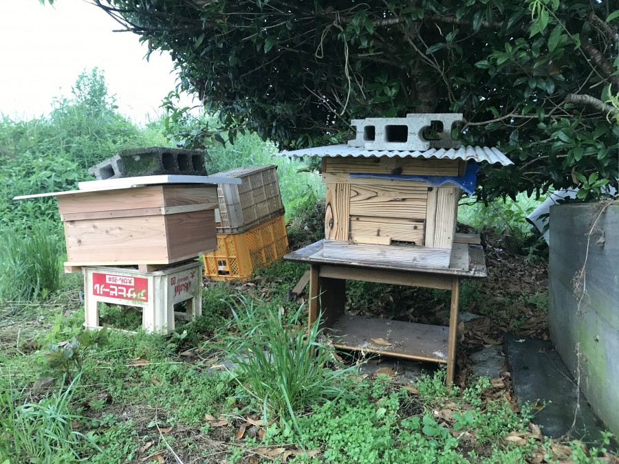 近くにおく巣箱の置き方についての質問です！ ミツバチQ&A