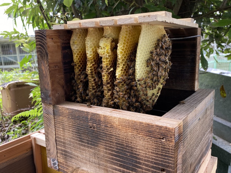 重箱式巣箱に5月19日に入居した西洋ミツバチさん達の巣箱をホ式巣枠巣箱に入れ替えてあげました！ ミツバチQ&A