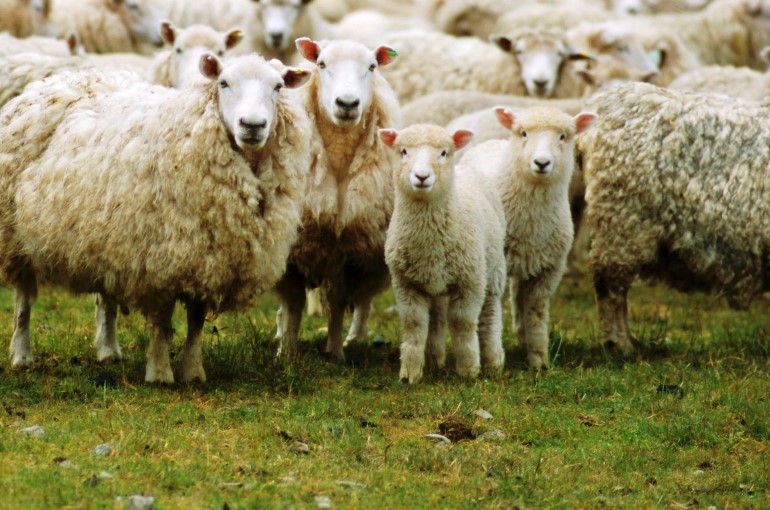 Cómo Alimentar a las Ovejas Wikifarmer