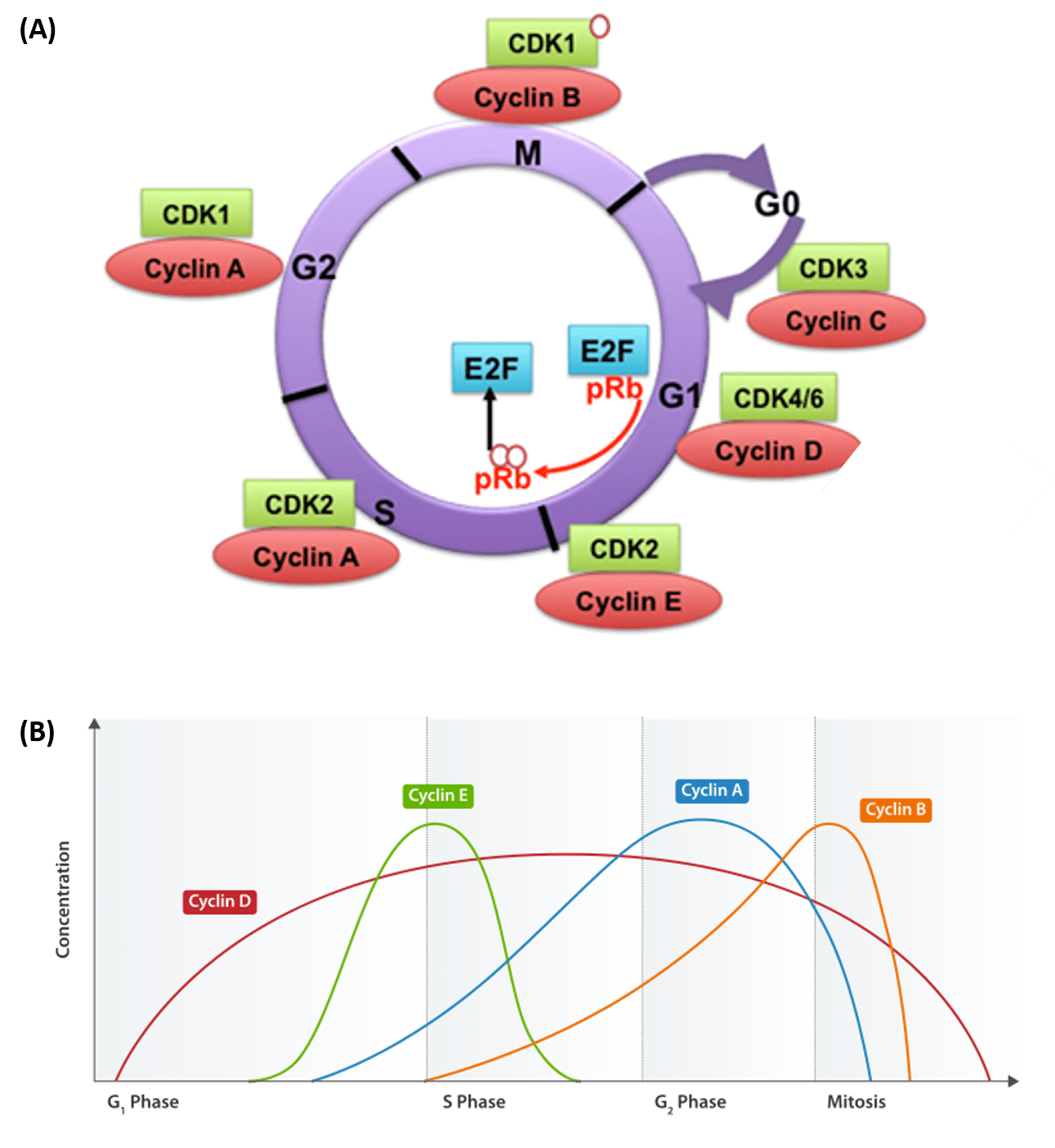 Chapter 9: DNA Replication - Chemistry