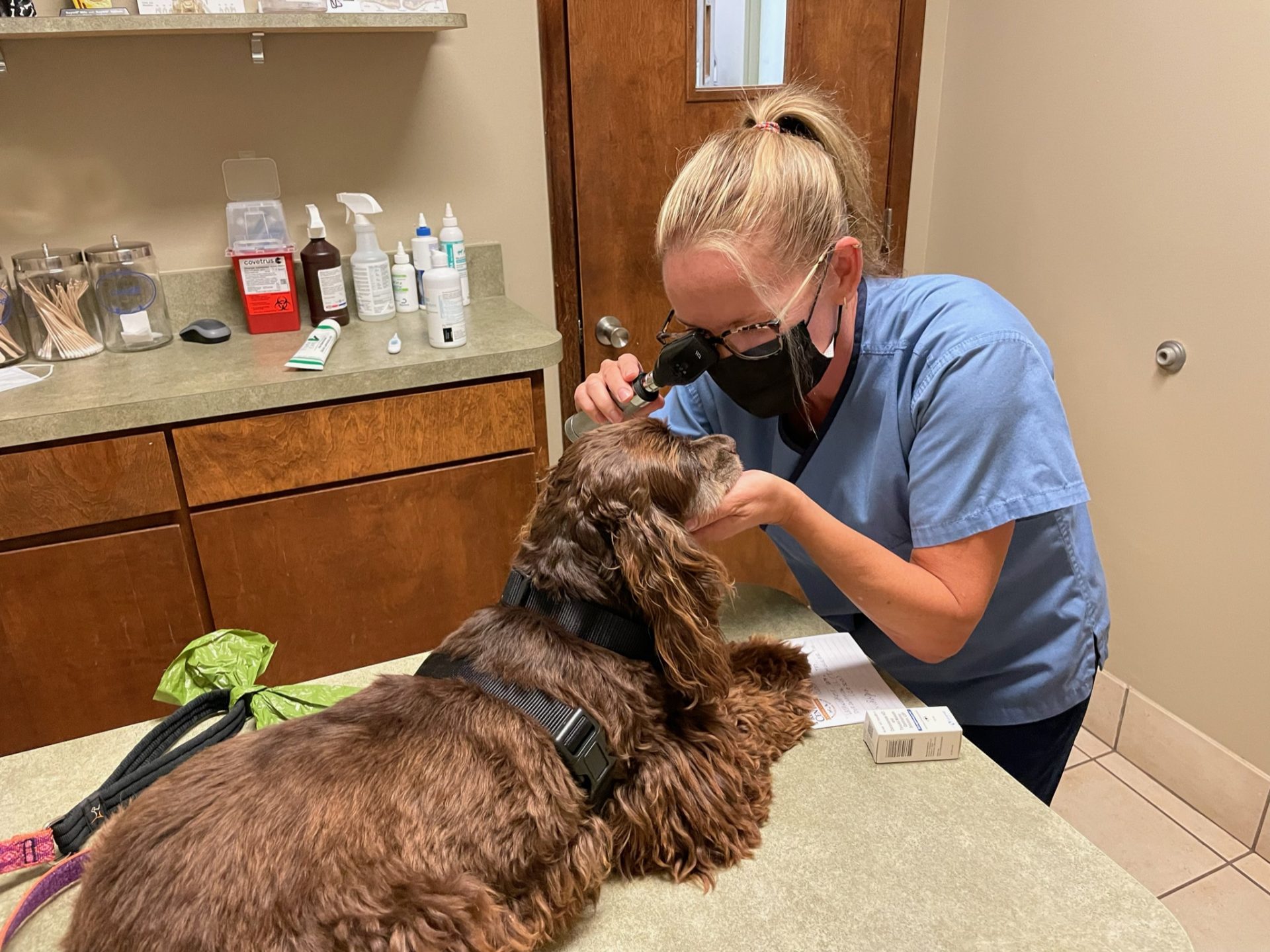 Low Cost Spay/Neuter & Vet Care Dallas Pets Alive!