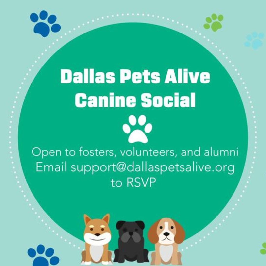 Dallas Pets Alive! Canine Social Dallas Pets Alive!