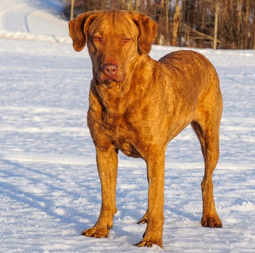 Chesapeake Bay Retriever dog breed information DogPack