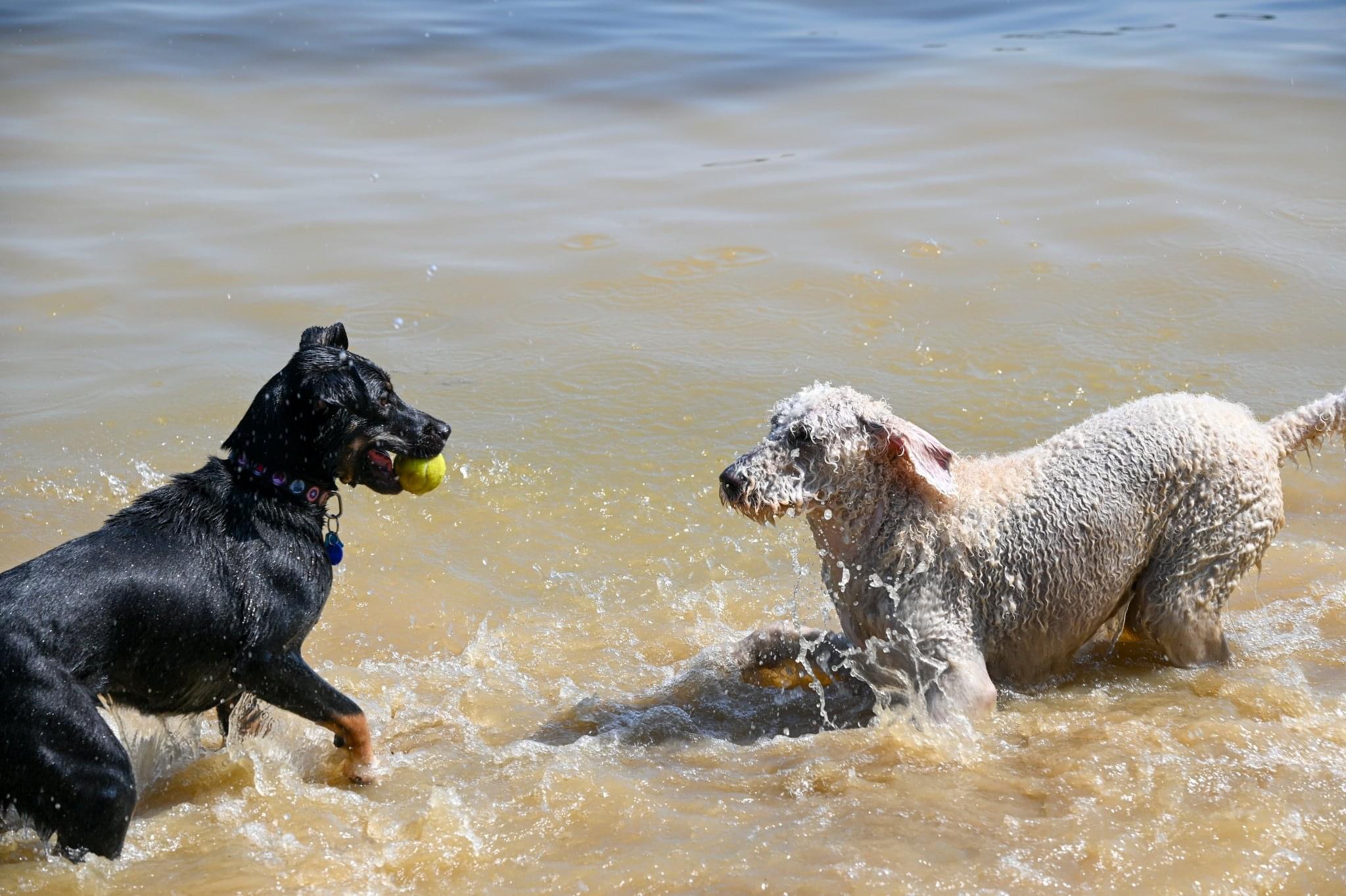 Alum Creek Dog Park Columbus Ohio at John Rodriquez blog