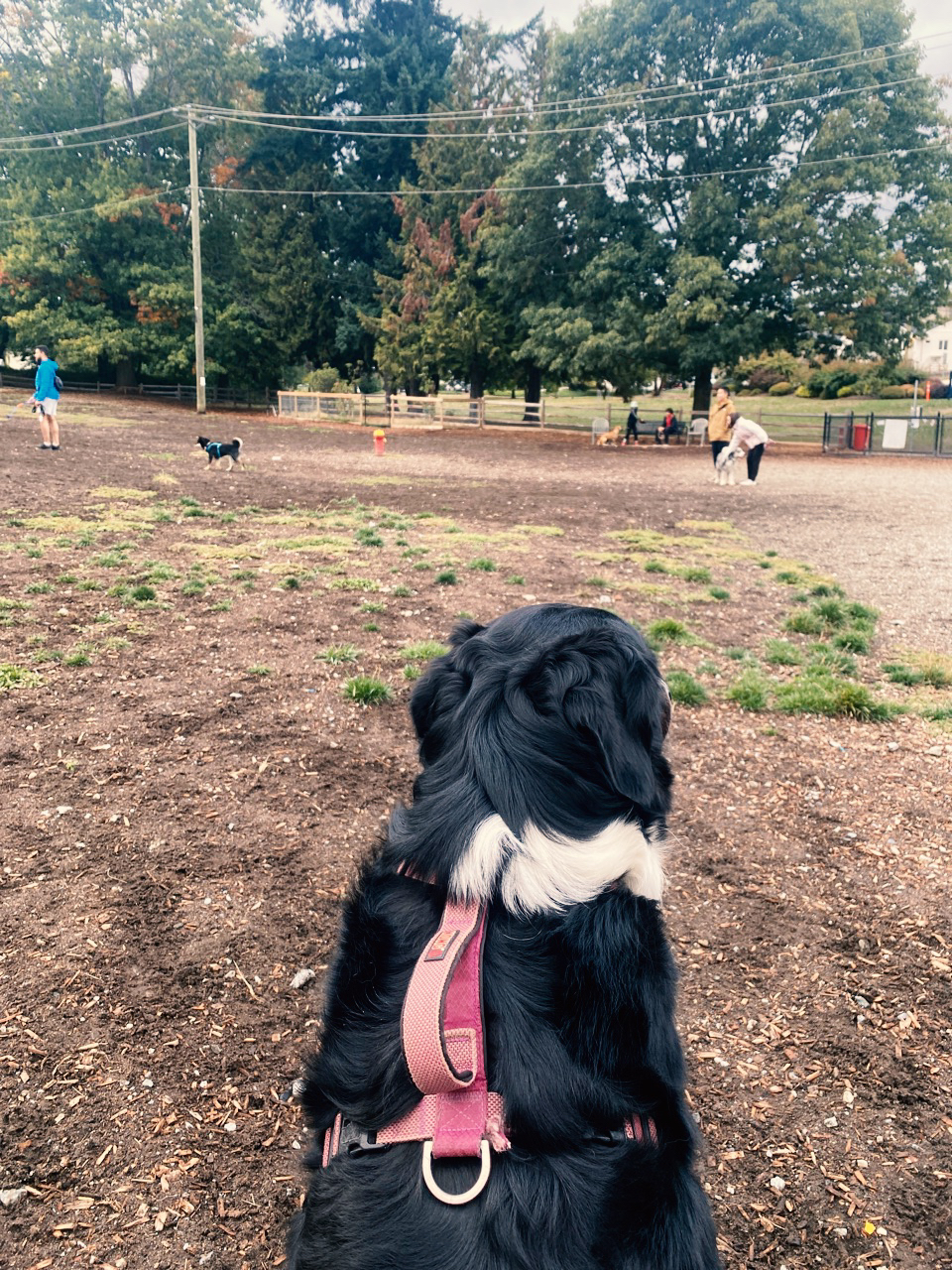 Willingdon Heights Dog Park DogPack