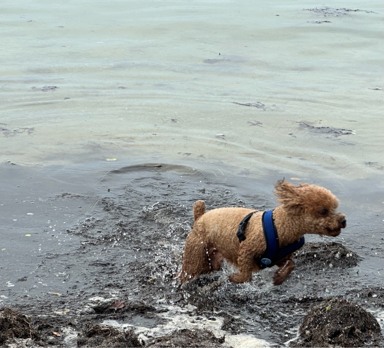 Picnic Island Beach Dog Park DogPack