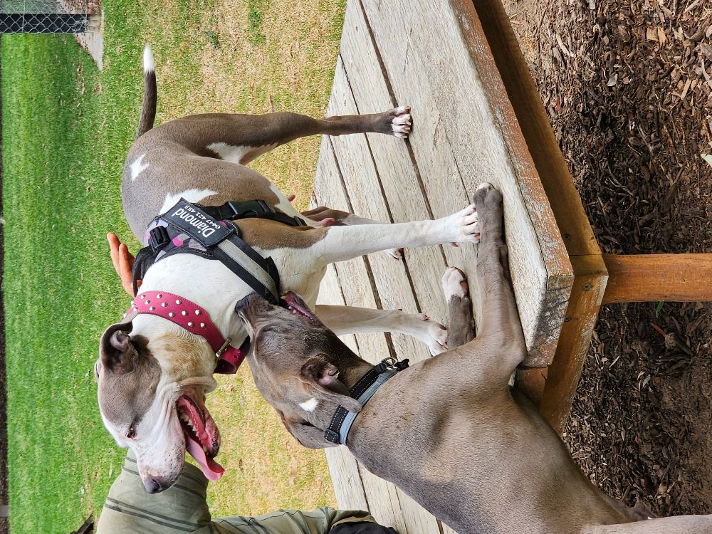 John Dunn Memorial Park Dog Park DogPack