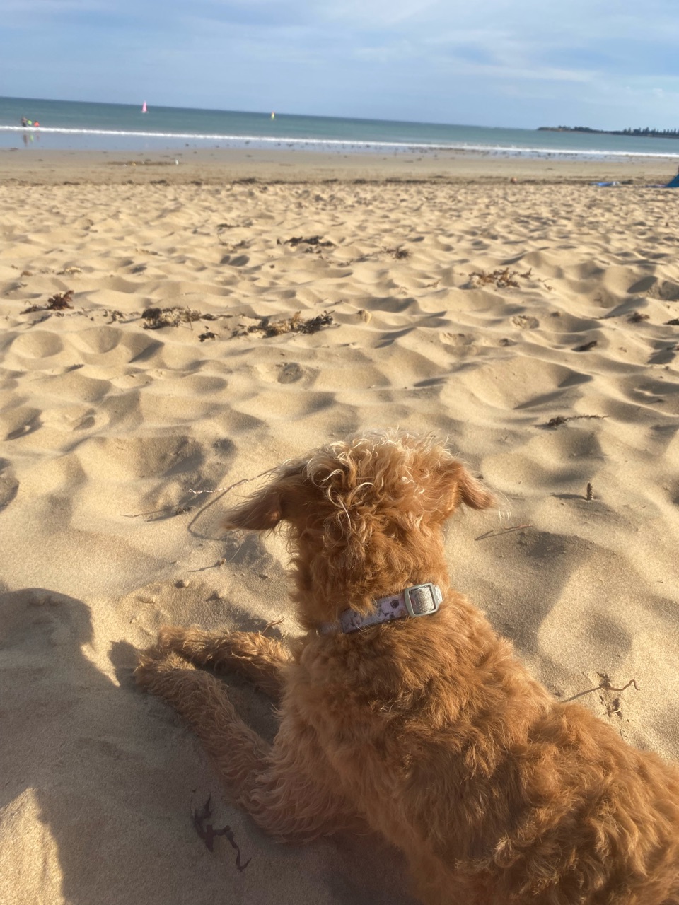 Whites Dog Beach DogPack