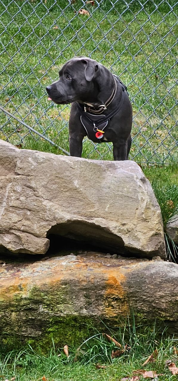 Blanche D. Price Memorial Dog Park DogPack