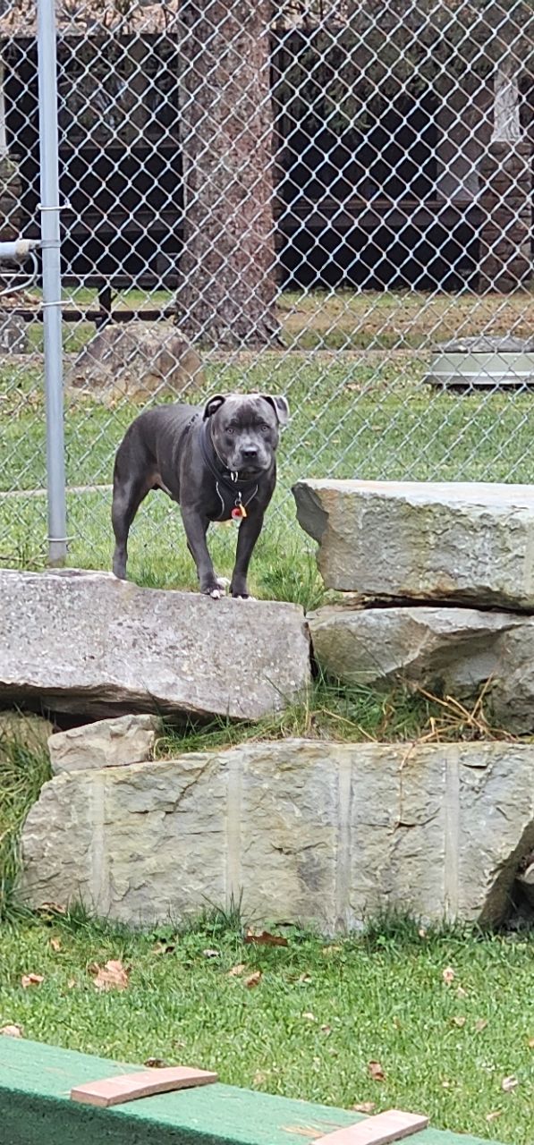 Blanche D. Price Memorial Dog Park DogPack