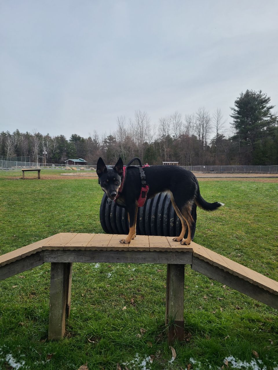 East Morrisonville Park DogPack
