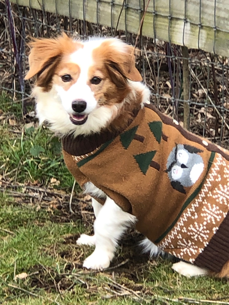 Vernon Dog Park DogPack