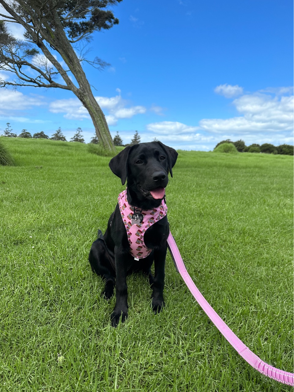 Hobsonville Point (Bomb Point) Dog Park DogPack