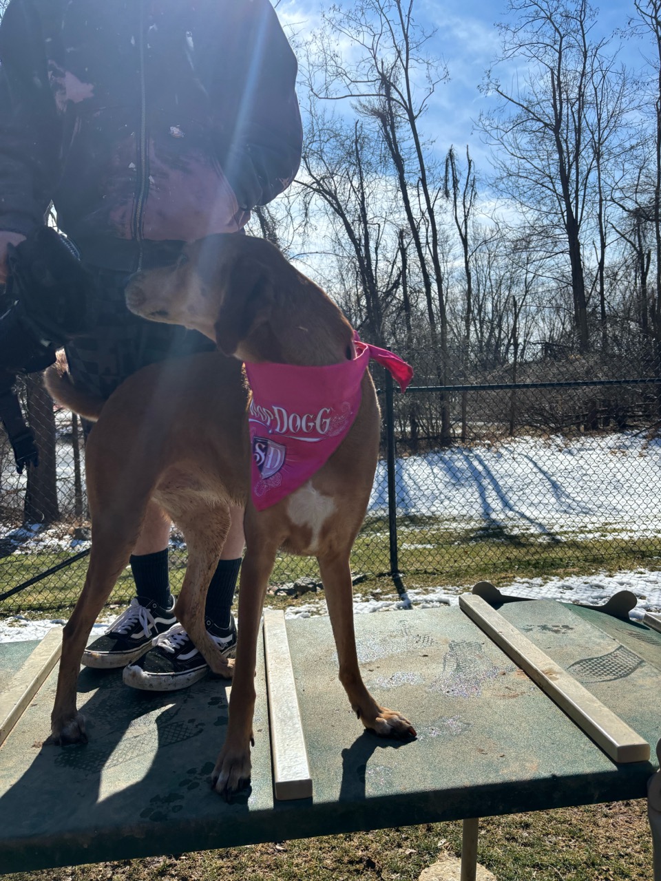 Ma & Pa Dog Park DogPack