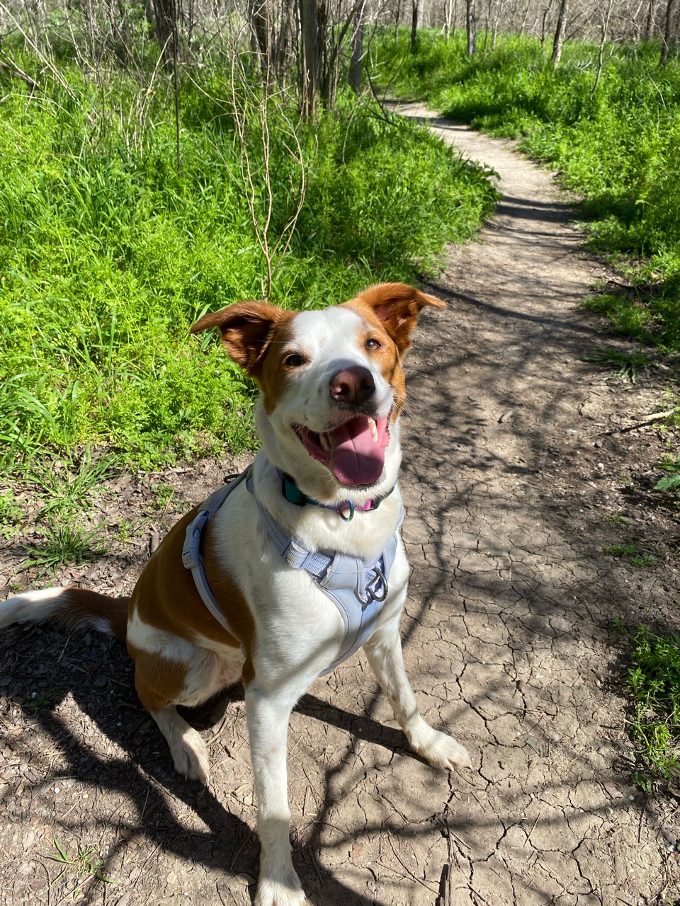 Onion Creek OffLeash Trail DogPack