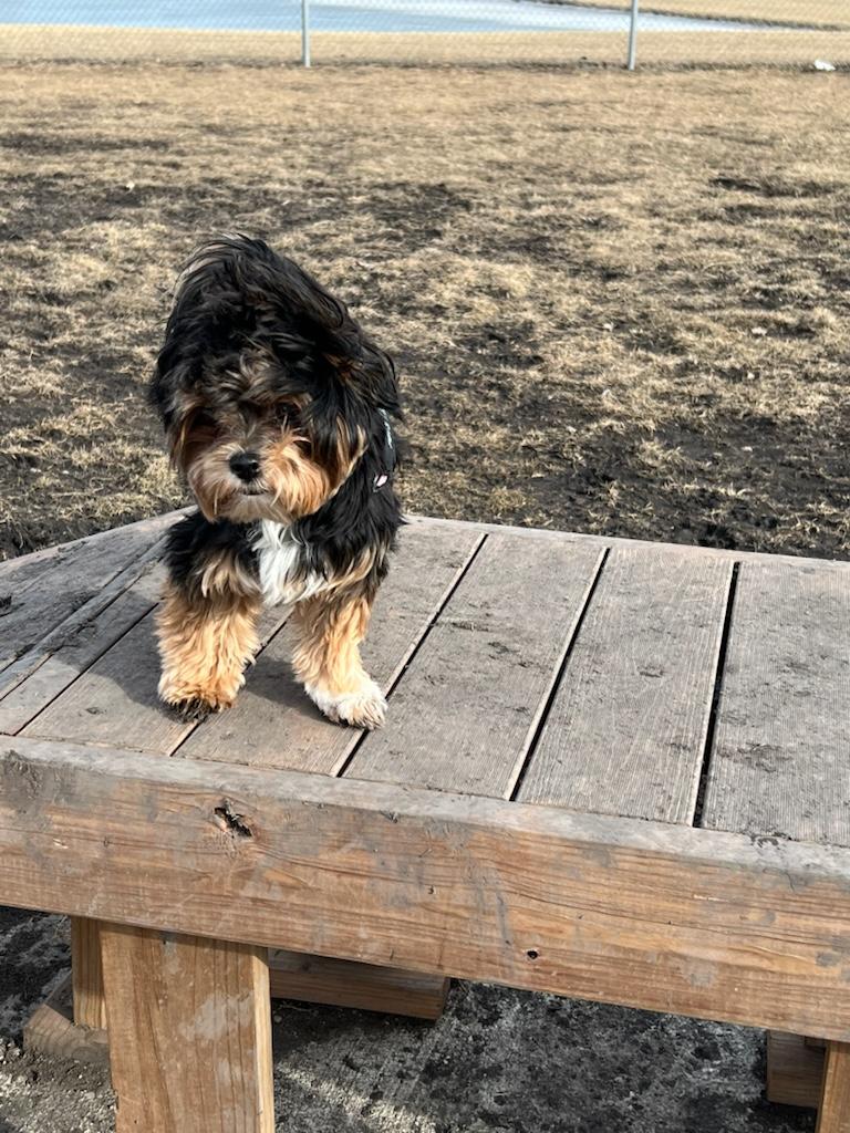 River Oaks Dog Park DogPack