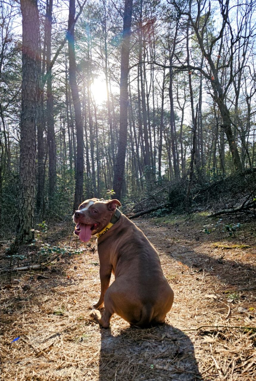 Bridgeton Dog Park DogPack