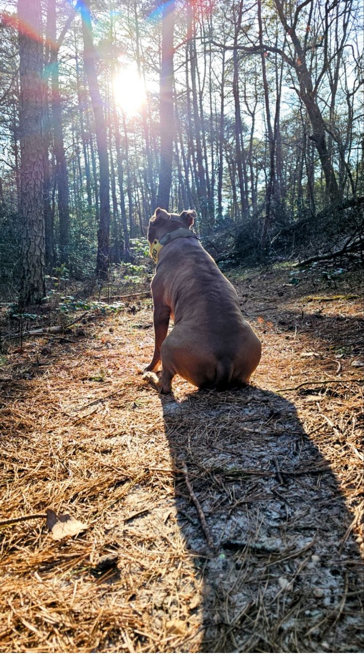 Bridgeton Dog Park DogPack