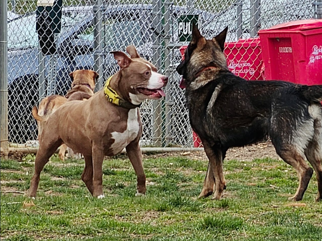 Bridgeton Dog Park DogPack