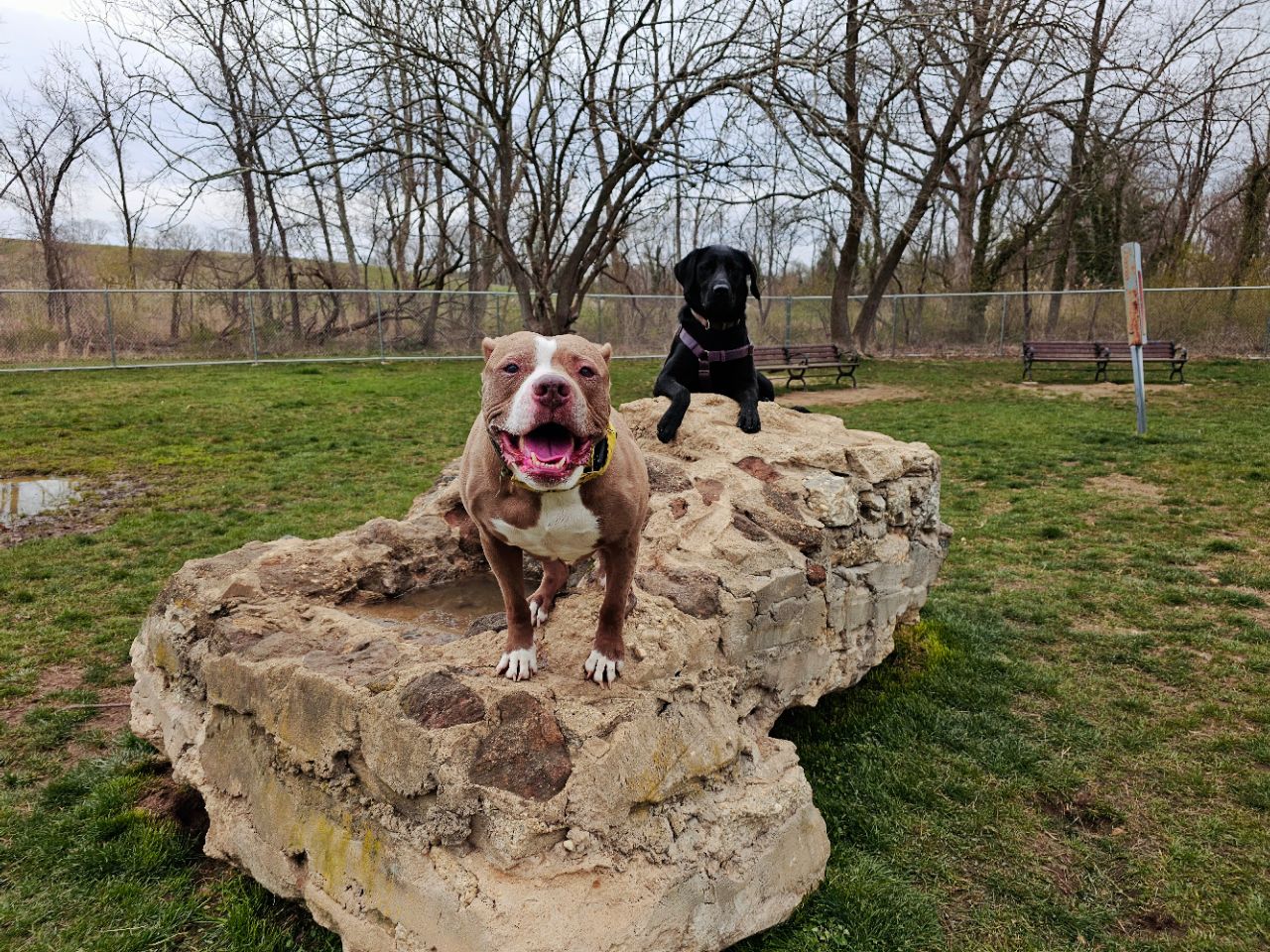 Bridgeton Dog Park DogPack