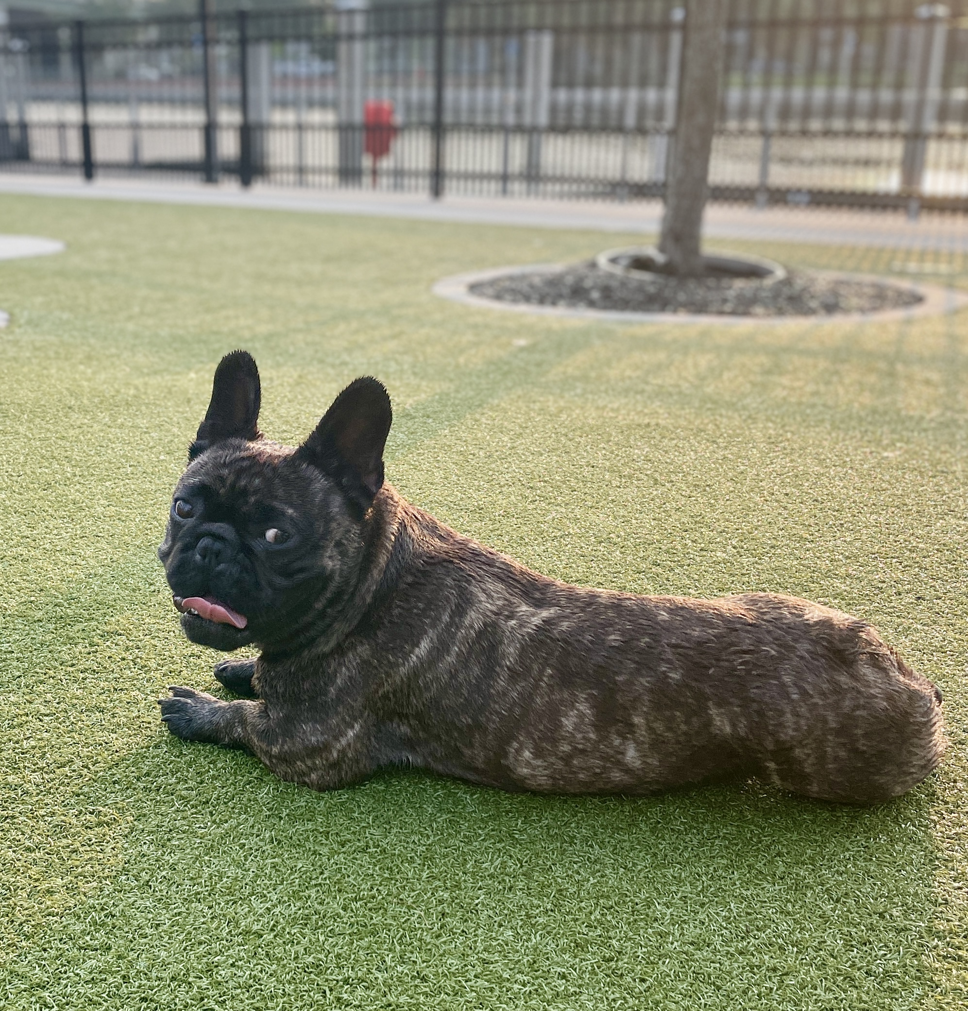 Julian B Lane Riverfront Park Dog Park DogPack