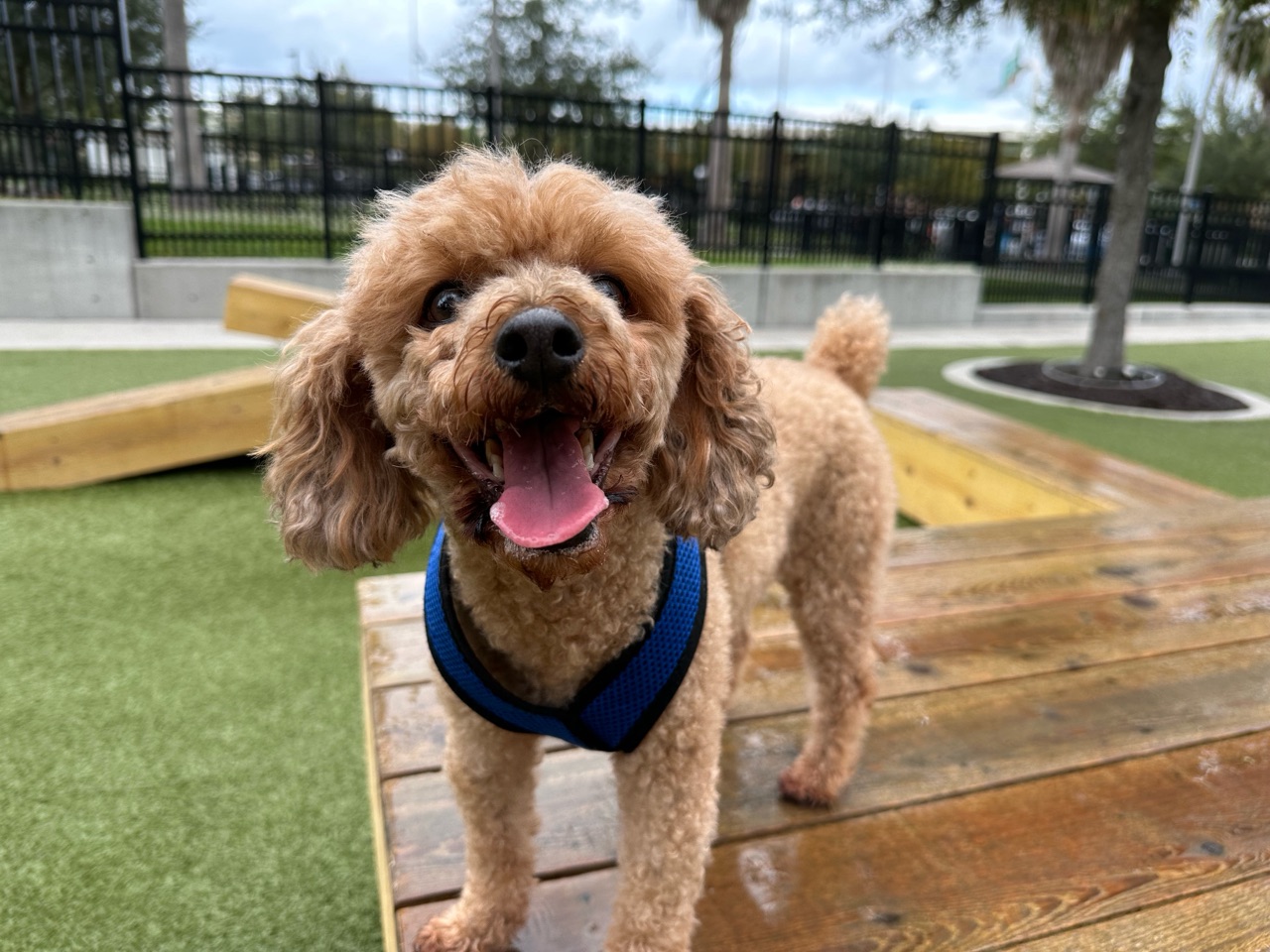 Julian B Lane Riverfront Park Dog Park DogPack