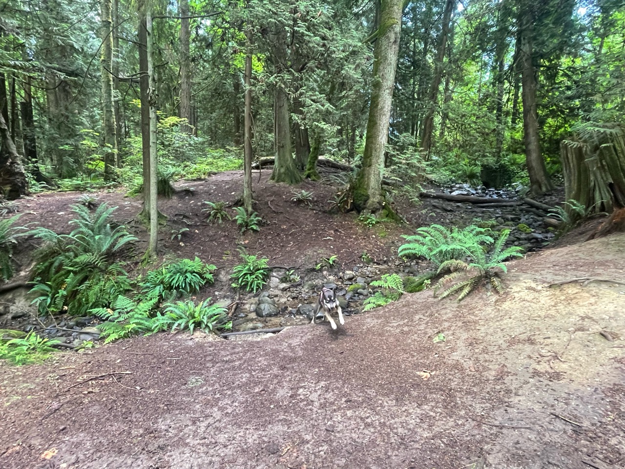 Robert Burnaby OffLeash Dog Trail DogPack