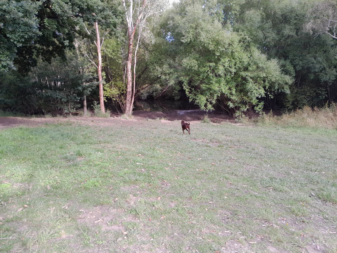 Balhannah Dog Park DogPack