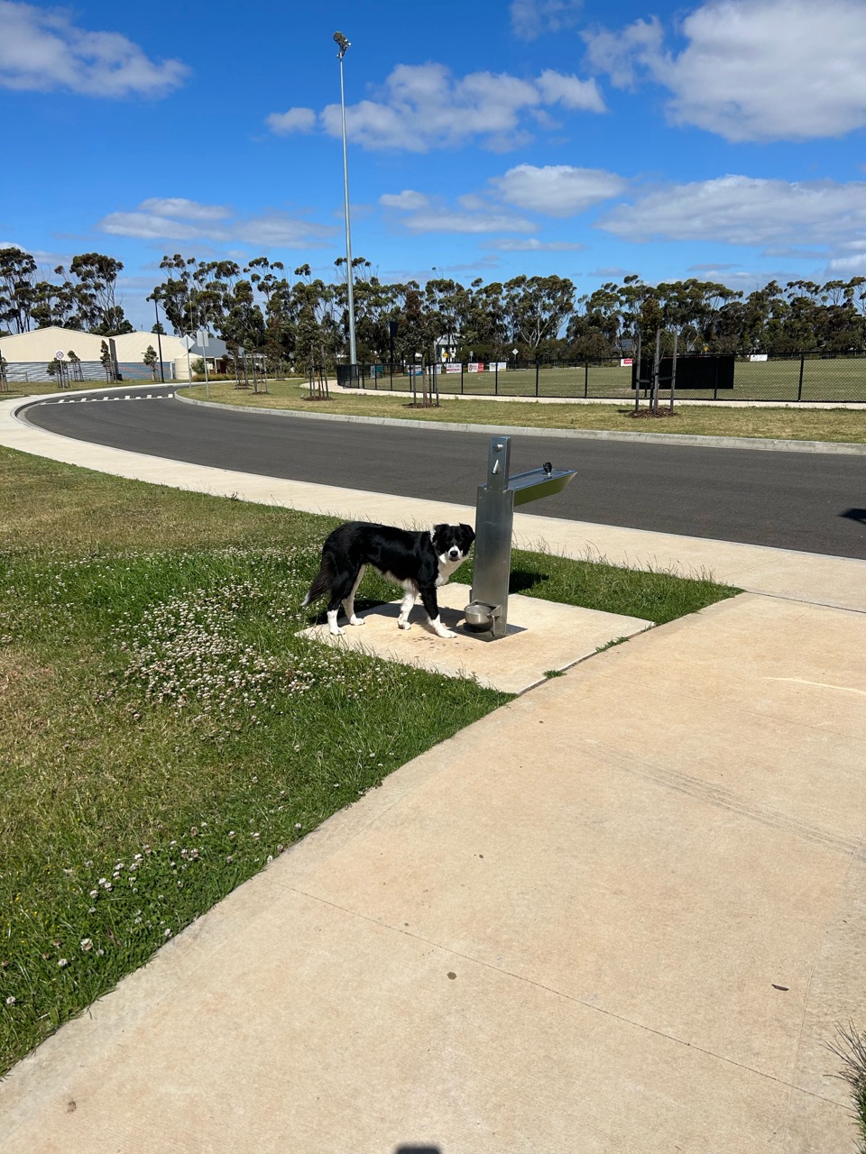 Fraser Street Reserve Fenced Dog Park DogPack