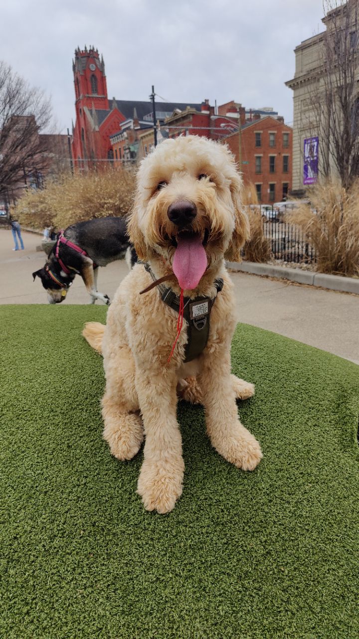 Kellogg Park Dog Field DogPack
