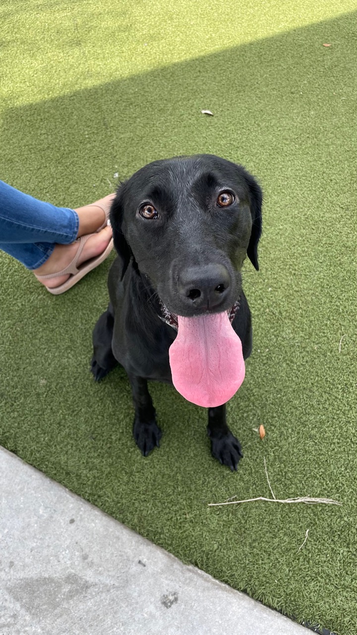 Julian B Lane Riverfront Park Dog Park DogPack