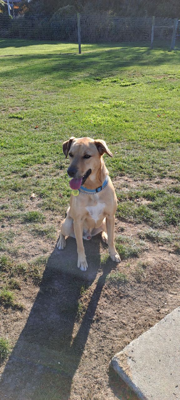 Timaru Dog Park DogPack