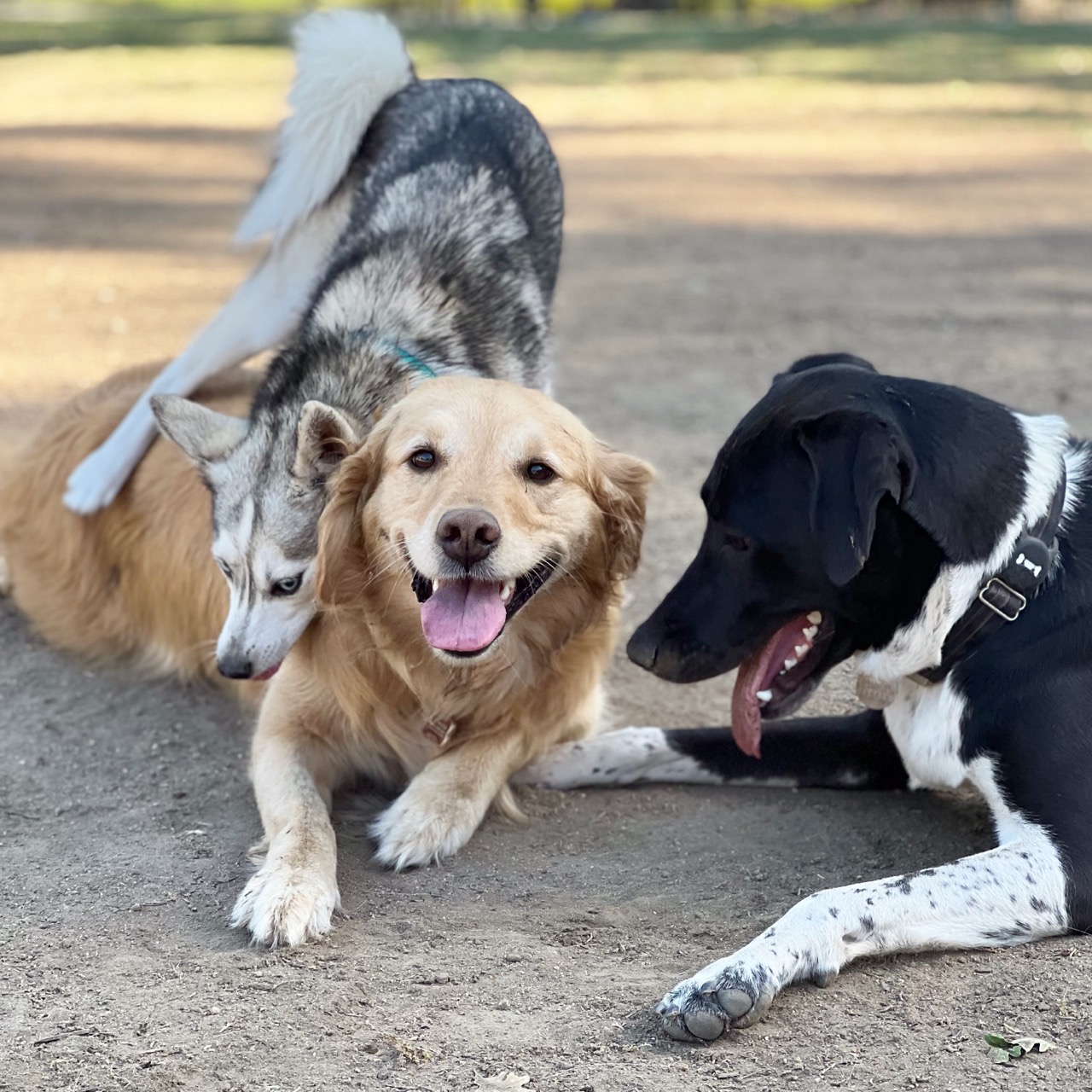Westlake Village Dog Park DogPack