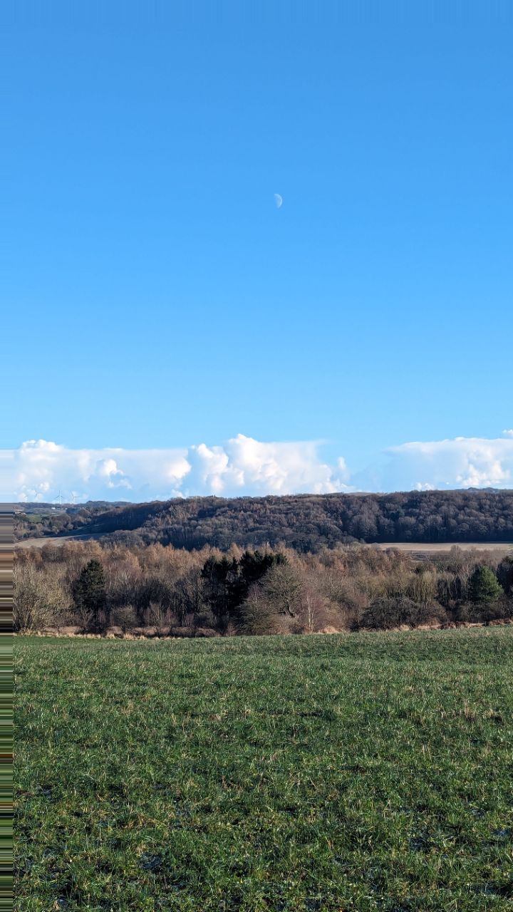 Low Burnhall Woods DogPack