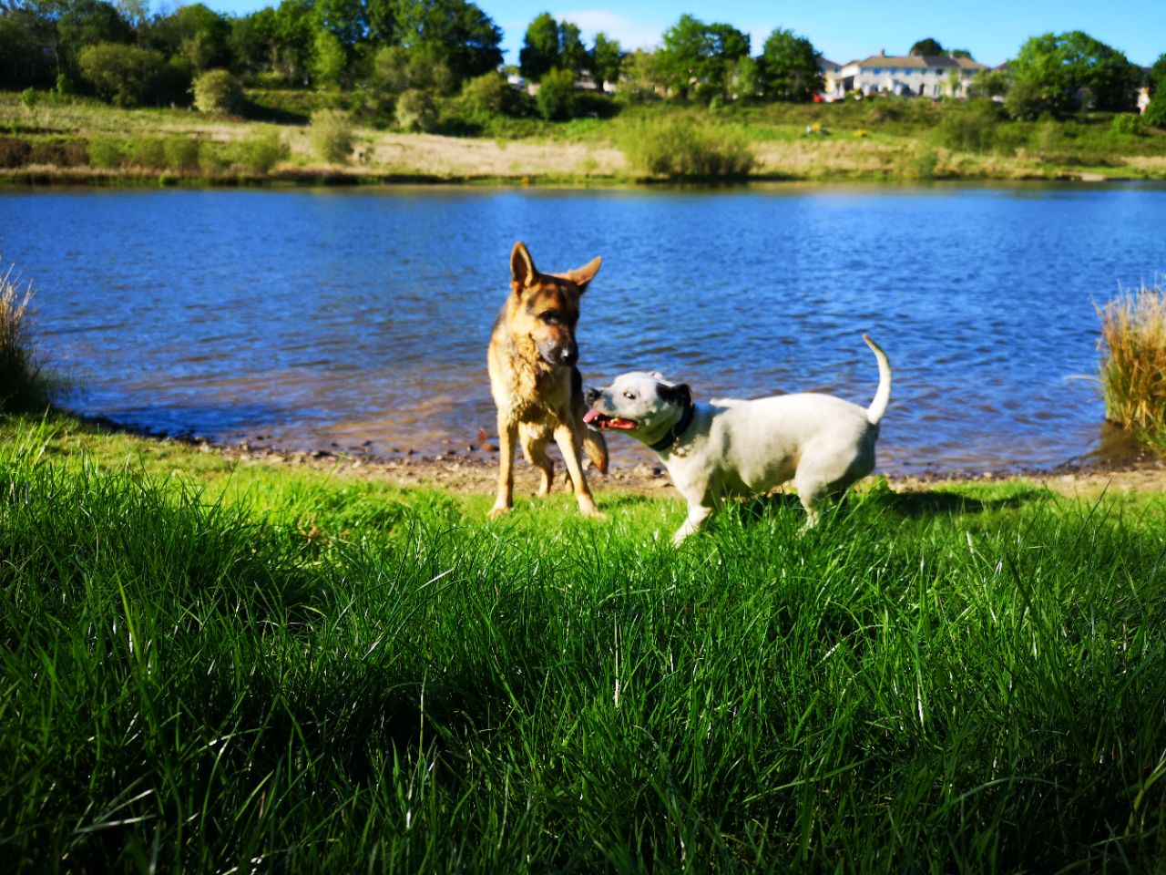Parc Nant Y Waun DogPack