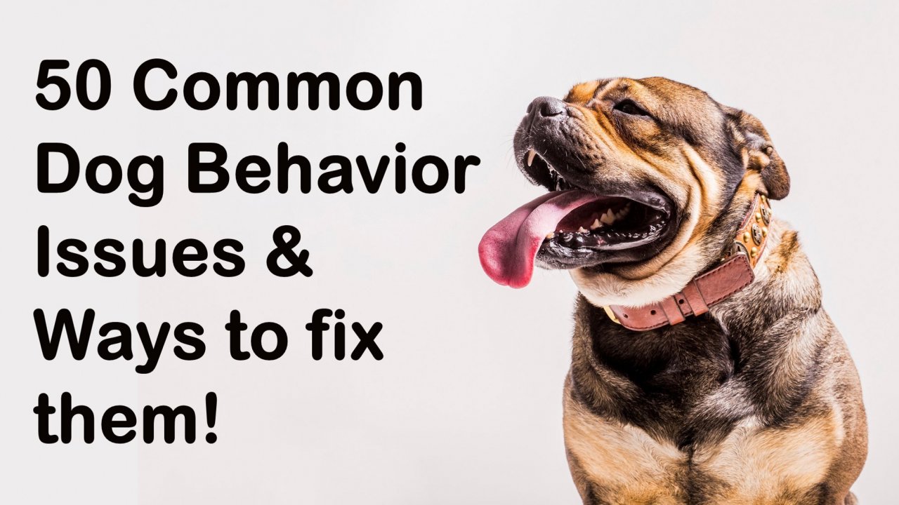 How Do You Fix Territorial Behavior In Dogs