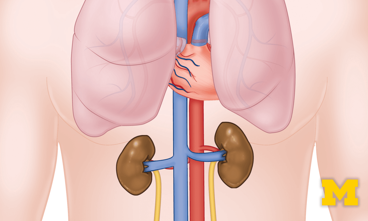 Free Online Course Anatomy Cardiovascular, Respiratory