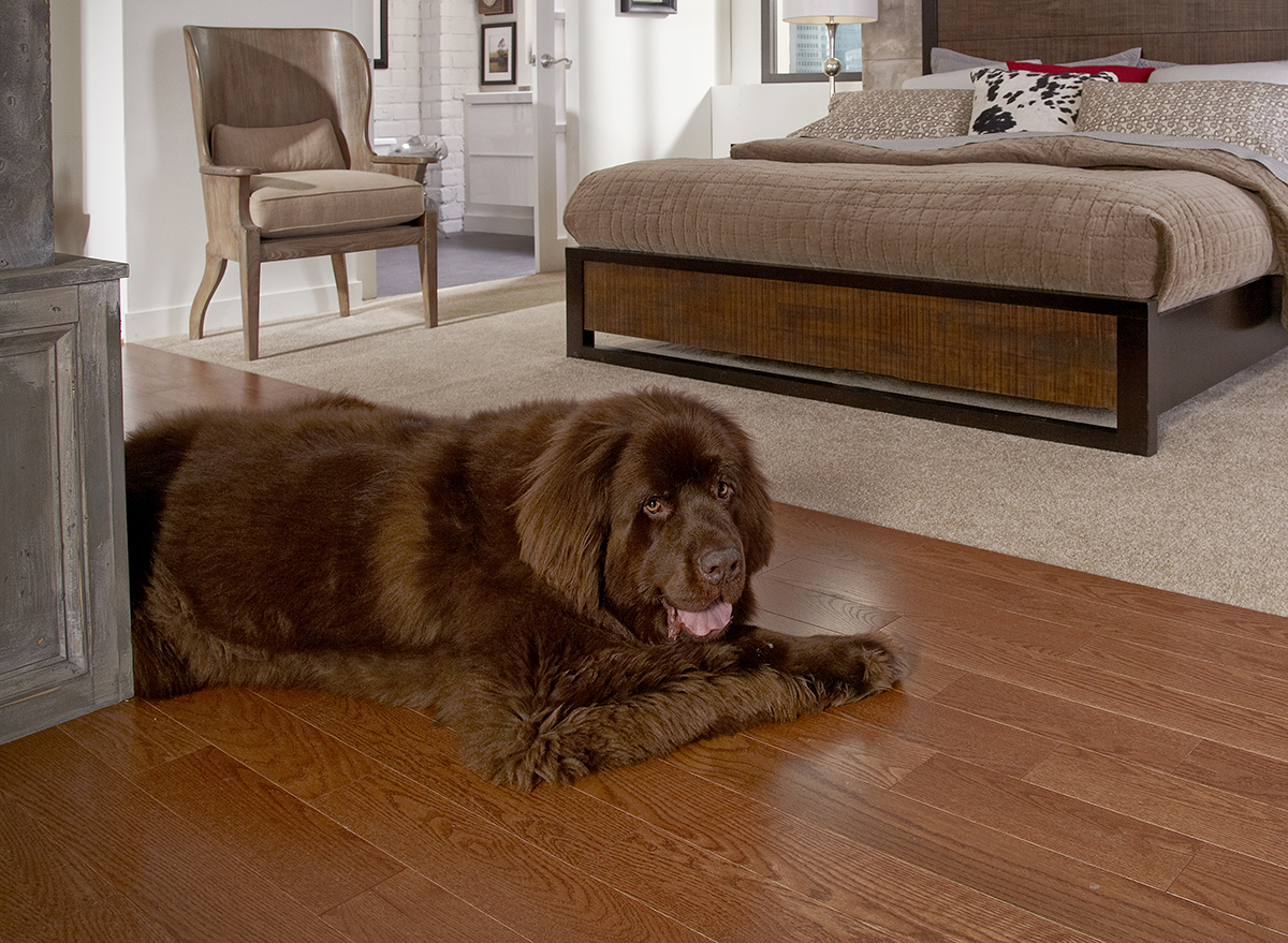 Best Flooring Choices for Pets Coles Fine Flooring