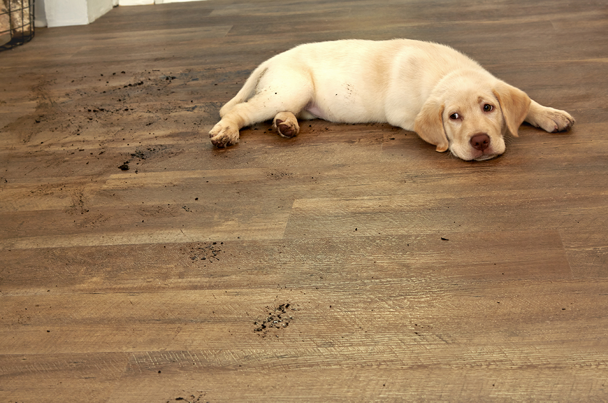 Best Flooring Choices for Pets Coles Fine Flooring