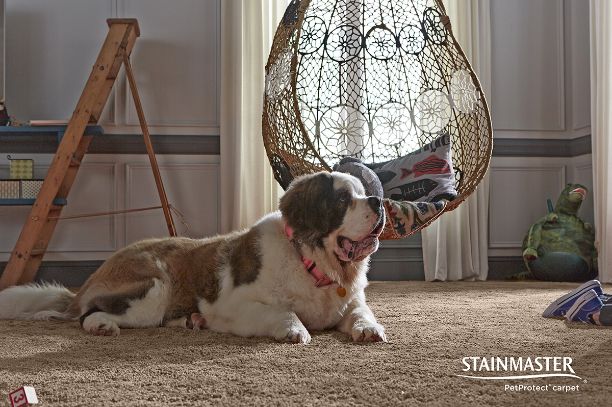 PetFriendly carpet from STAINMASTER® Coles Fine Flooring