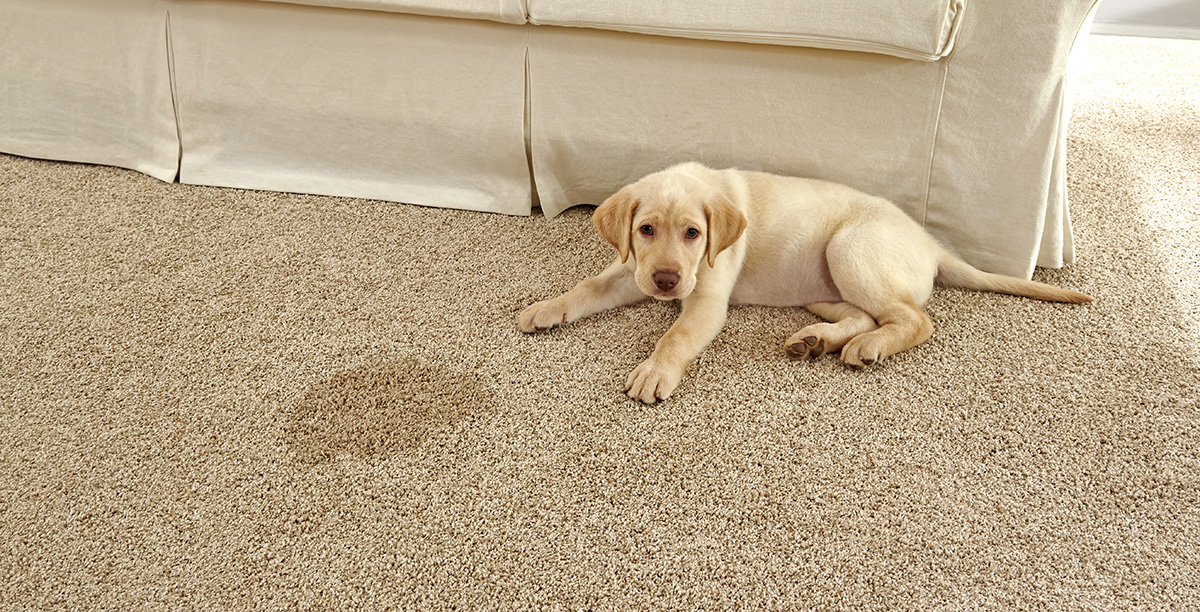PetFriendly carpet from STAINMASTER® Coles Fine Flooring