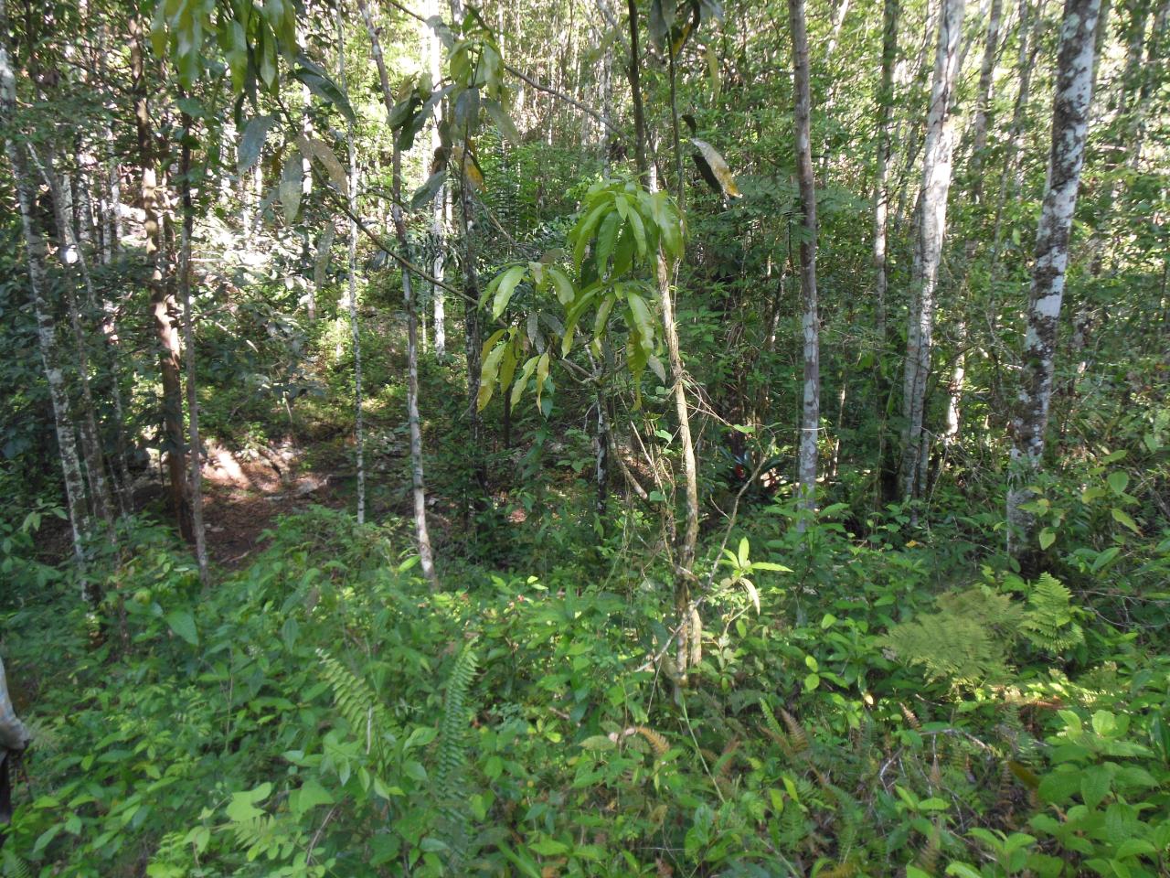 Development Land (Residential) For Sale MOUNT ZION, Kingston 17