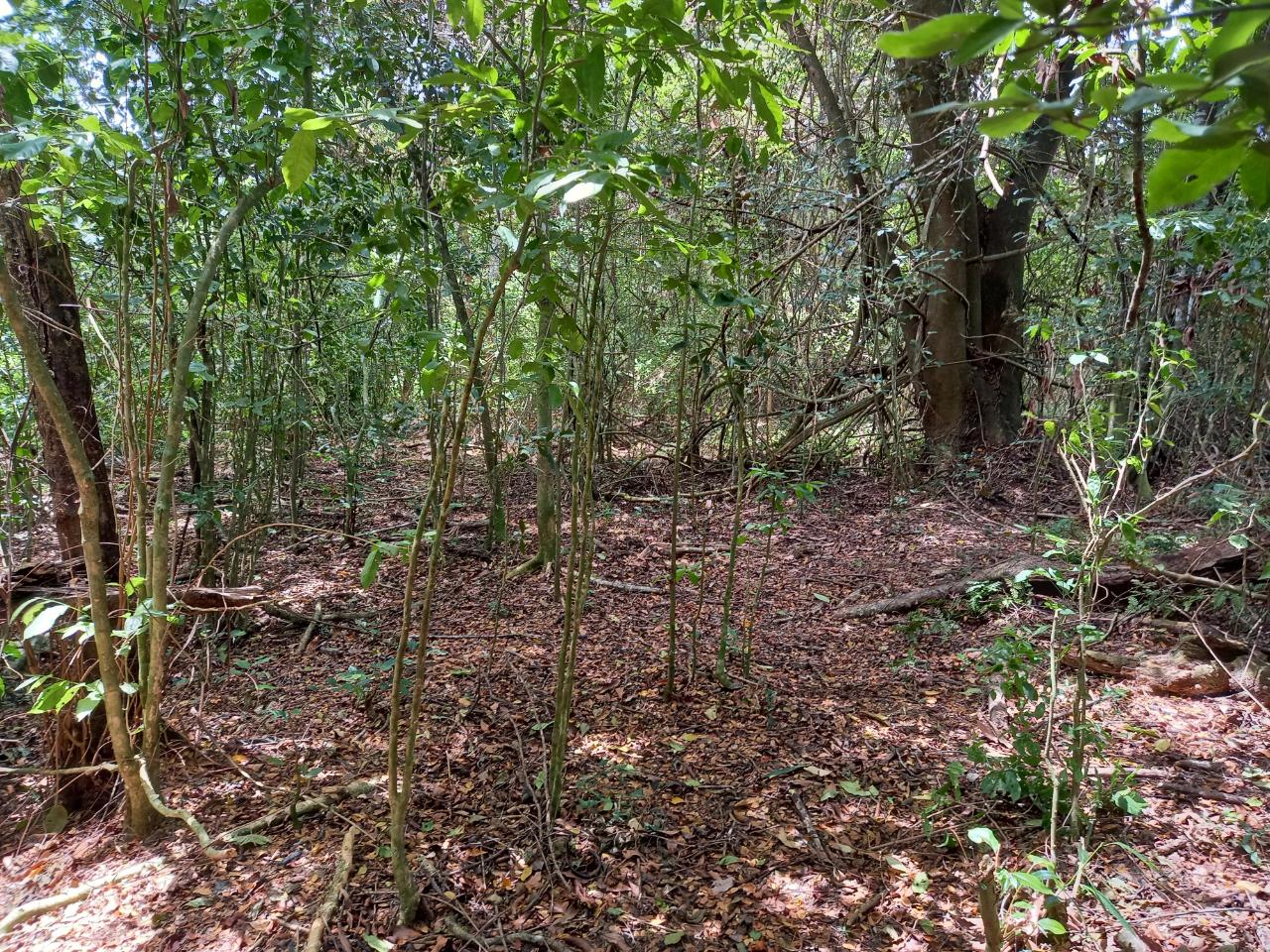 Development Land (Residential) For Sale PLEASANT HILL, Port Morant