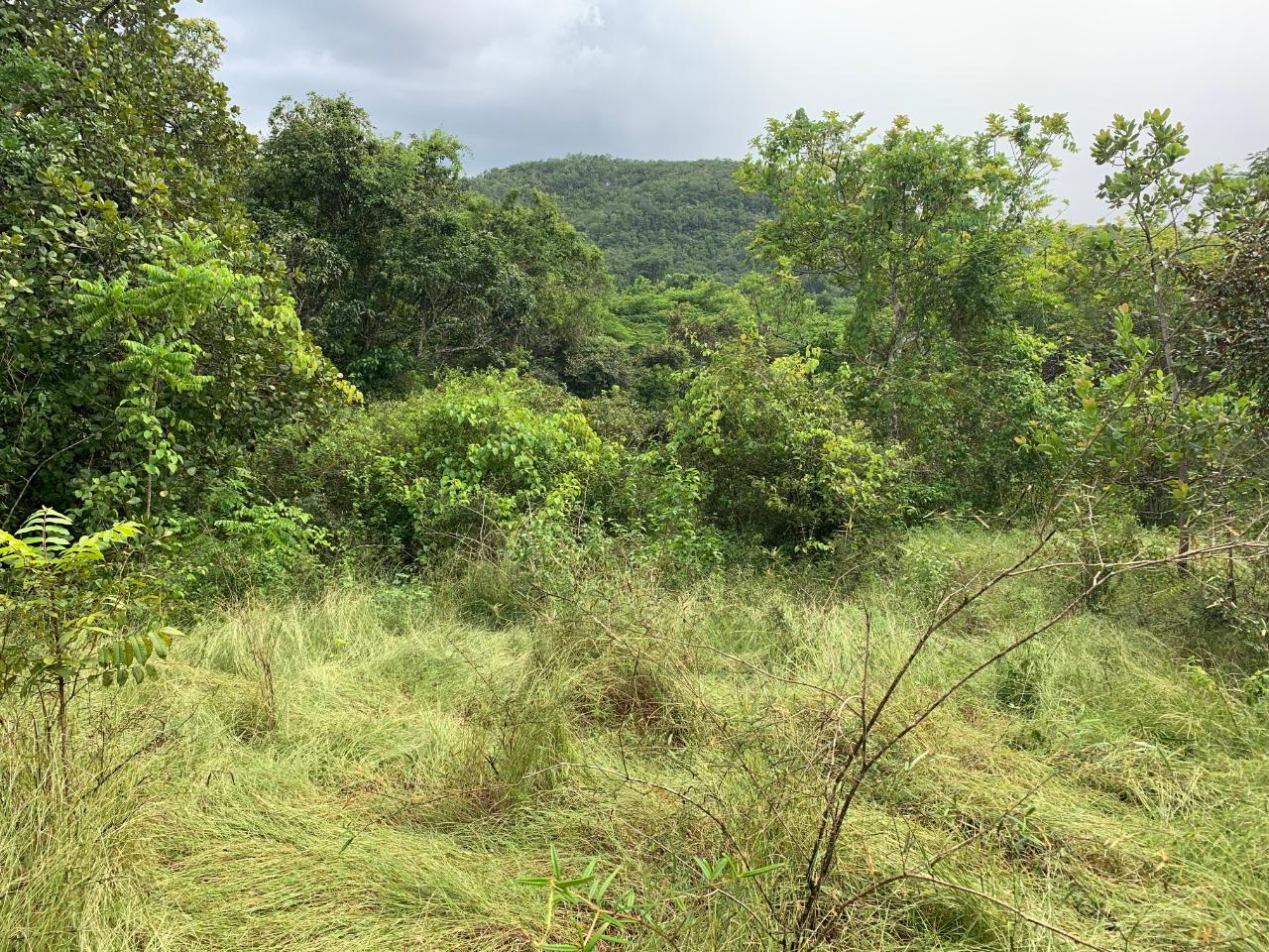 Development Land (Residential) For Sale SELASSIE ROAD, Sligoville