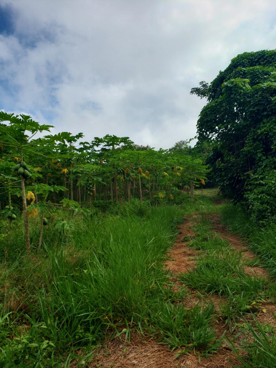 Residential Lot For Sale EDDESFIELD, MANGO VALLEY,, Boscobel 55,000